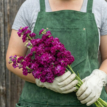 Iron Rose, Stock Seeds - Packet image number null